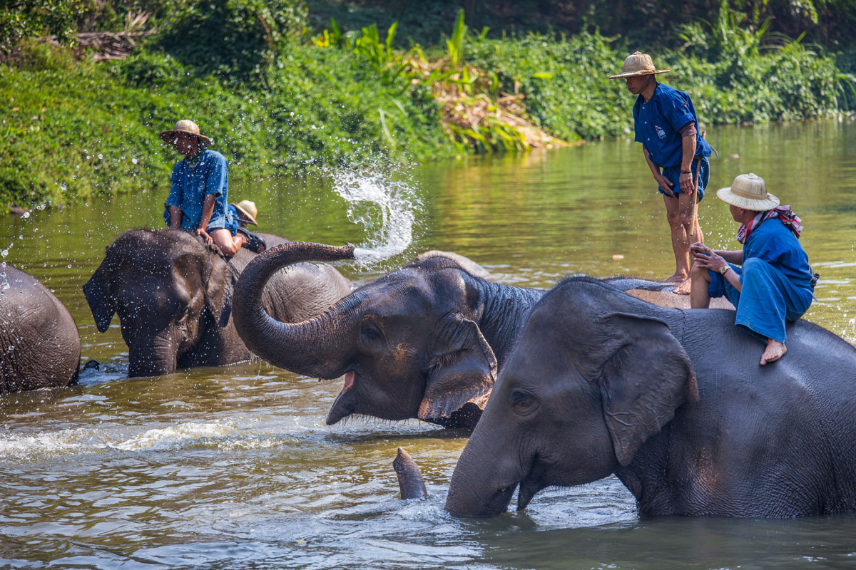Thailand Elephant Conservation Center Lampang northern Thailand