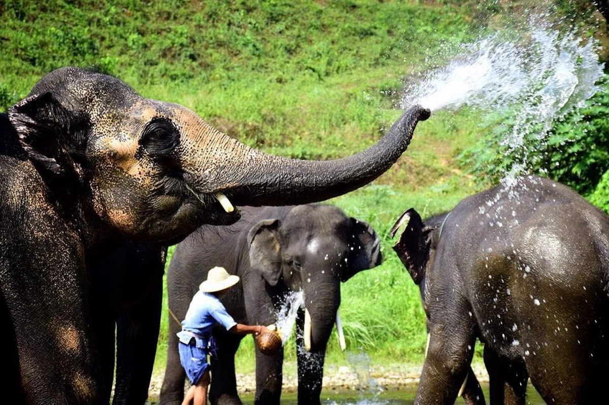 Elephant Rescue Park private tour Chiang Mai half day experience