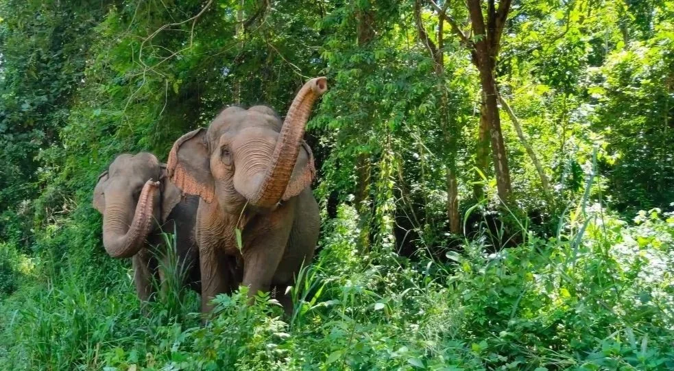 Burm Emily elephant sanctuary Mae Chaem district Chiang Mai Province