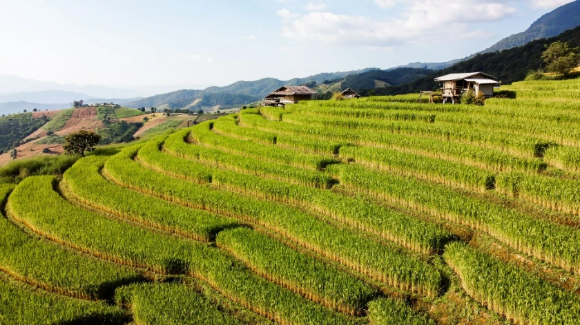 Rice Terrace at Ban Pa Bong Piang, Chiang Mai